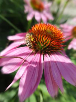 F3, Težavno delo (2019), Tevž Slatinšek, 8. razred, OŠ Prežihovega Voranca Ravne na Koroškem, SLO